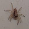 Gray wall jumper