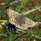 Yellow-banded Skipper