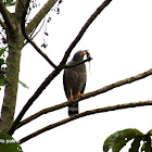 Gavilán pollero - Road side hawk