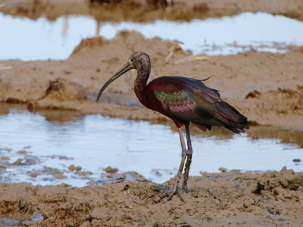 Morito común (Glossy ibis)