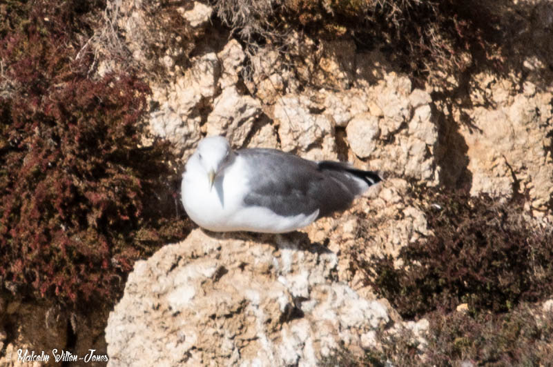 Slender-billed Gull