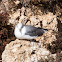 Slender-billed Gull