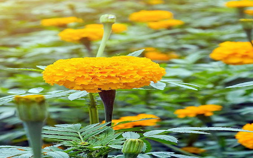 Marigold flowers wallpaper screenshot 1