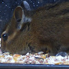 Siskiyou chipmunk