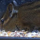 Siskiyou chipmunk