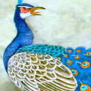 free peacock wallpaper 10.02 Icon