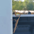 Praying mantis