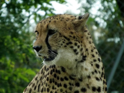 Guépard, Doué la Fontaine - Tous droits réservés