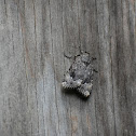 Dagger Moth