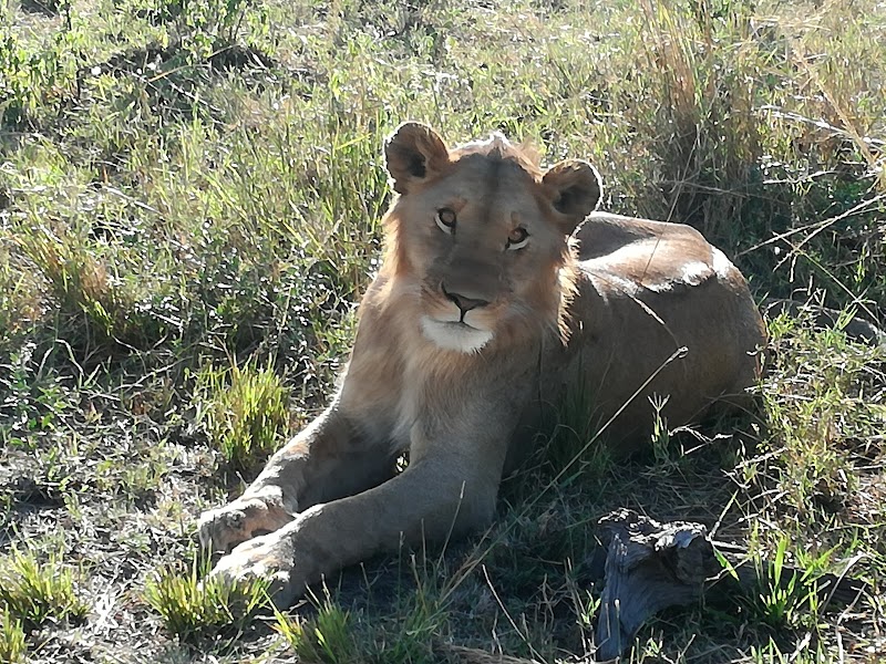 NOS VAMOS A MASAI MARA - Un poquito de Kenia: Lagos Naivasha y Nakuru, Samburu y Masai Mara (30)