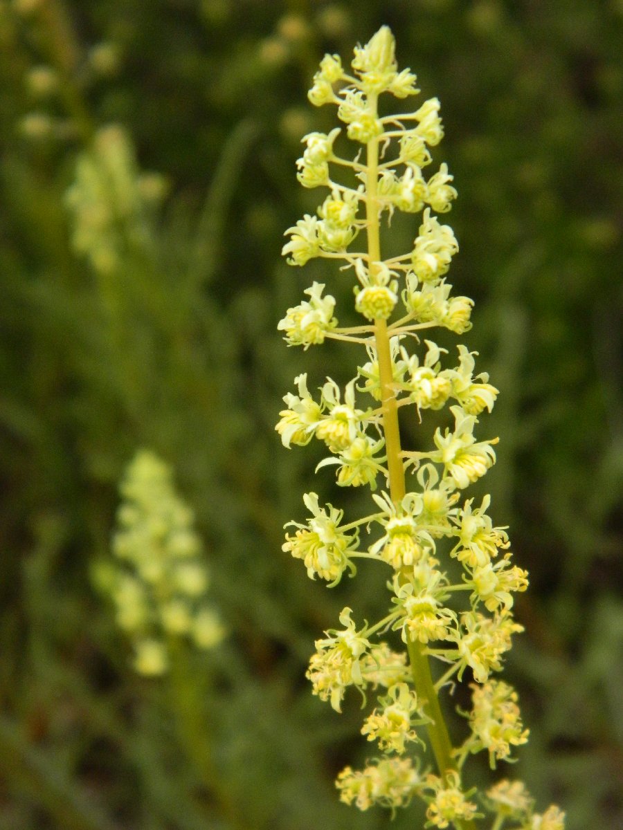 Yellow mignonette (κίτρινη ρεζεντά)