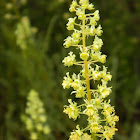 Yellow mignonette (κίτρινη ρεζεντά)