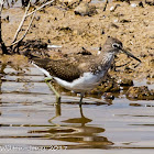 Green Sandpiper; Andarríos Grande