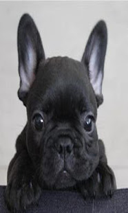 French bulldog puppy(圖5)-速報App