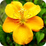 Floramations Oracle Cards Apk