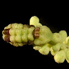 Lycaenidae caterpillar