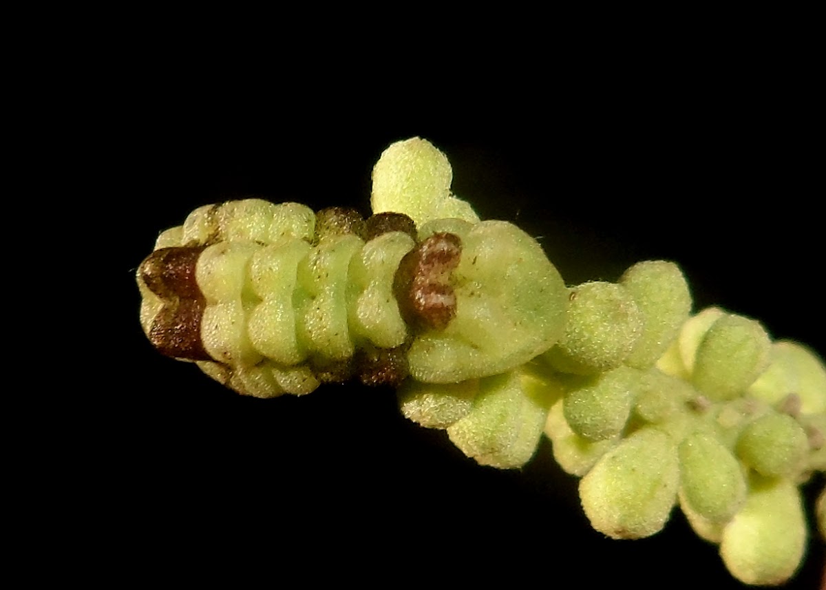 Lycaenidae caterpillar