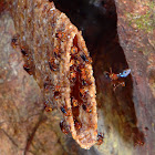 Stingless Bees Hive