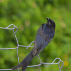 Black Drongo