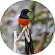 Download Masteran Burung kicau Lengkap For PC Windows and Mac 14.0