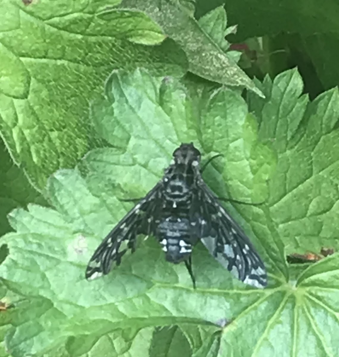 Tiger Bee Fly