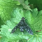 Tiger Bee Fly