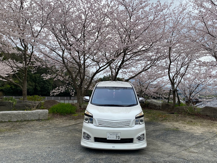 ヴォクシーの桜とコラボ・サクラと愛車・コートテクト・コートテクトVer.２に関するカスタム事例の投稿画像5枚目
