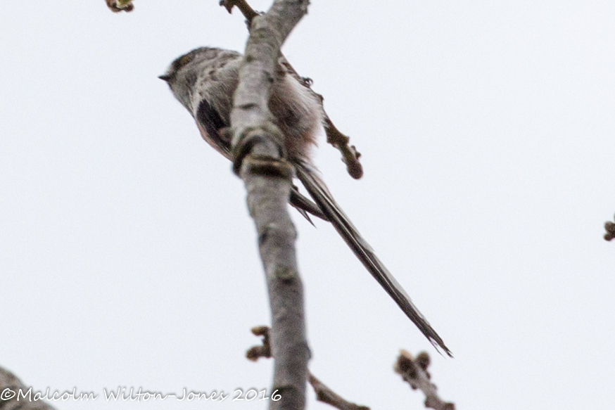 Long-tailed Tit