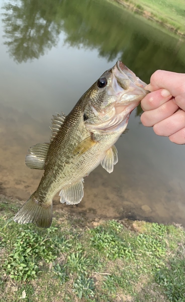 Largemouth Bass