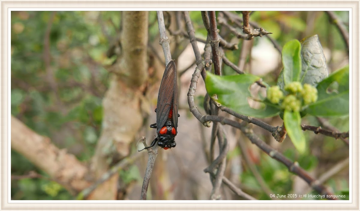 Huechys sanguinea 紅蟬