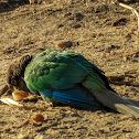 Brown-headed Parrot