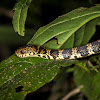 Ecuador Snail-eater