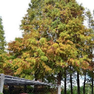 菁芳園 Tenway Garden／花園餐廳／落羽松