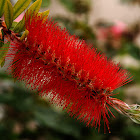 Crimson Bottlebrush