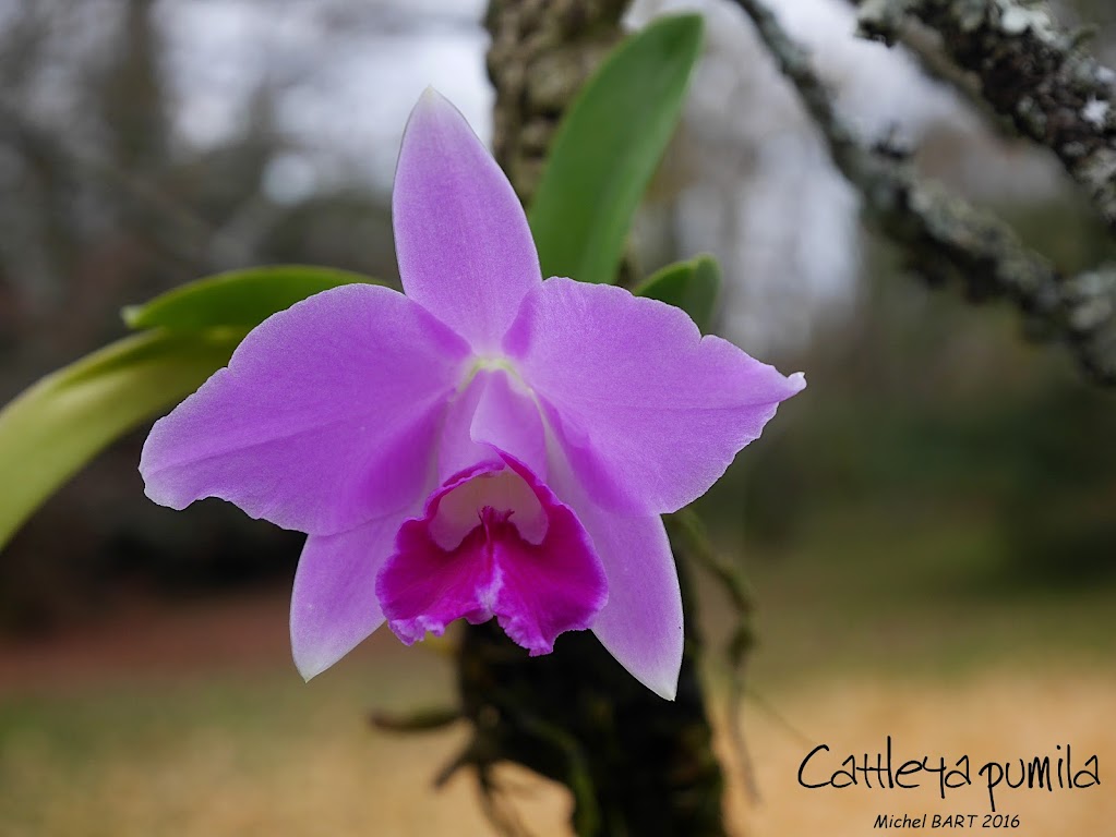 Cattleya (Laelia) pumila  Db3oqqIU4sgDbkqgbunCKjBRb8DVUWRyl0FnS0S08VLVhLLwSghjM89A5olZQT9HAjY2-vgB7IJT8A=w1366-h768-no