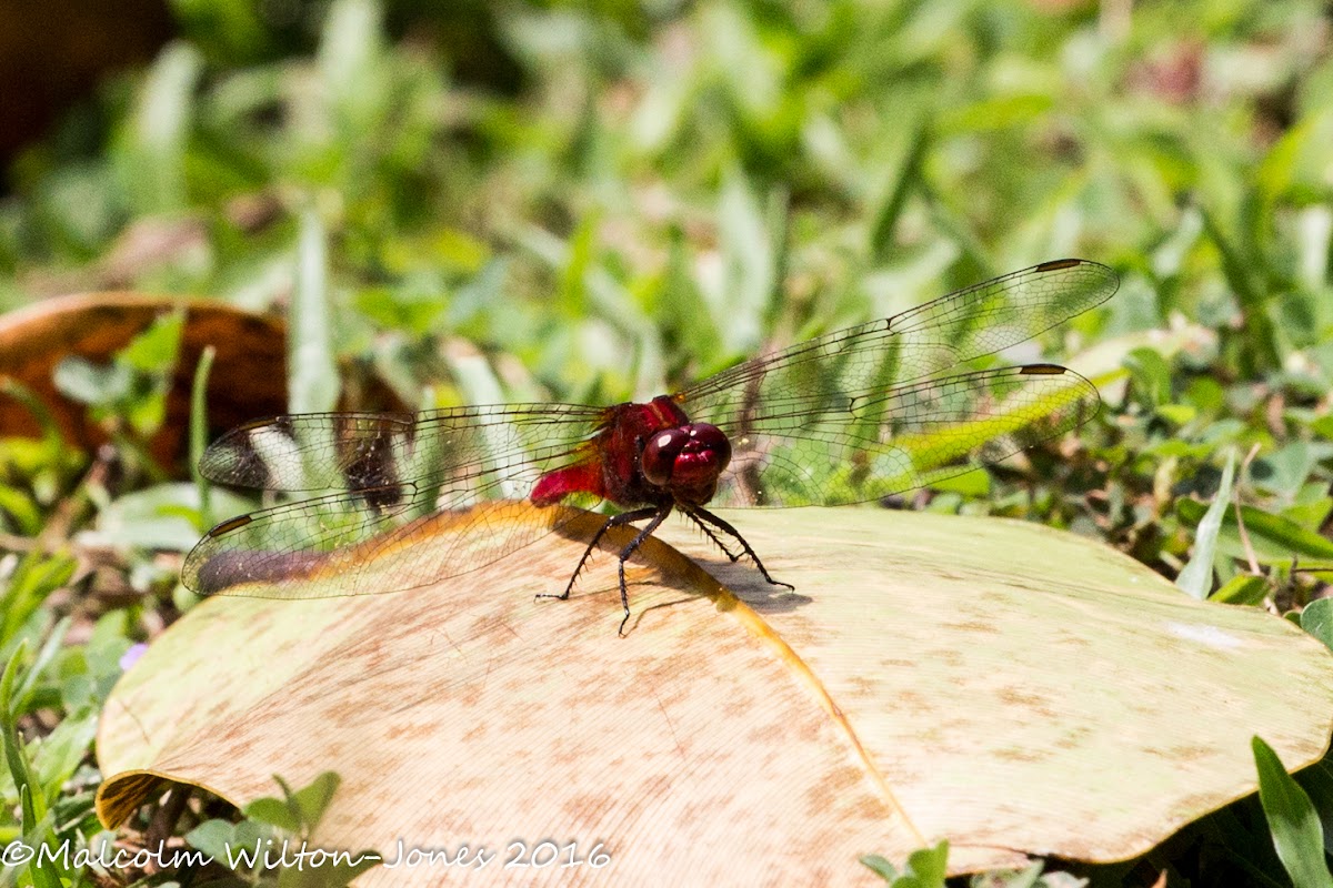 Rufous Marsh Glider