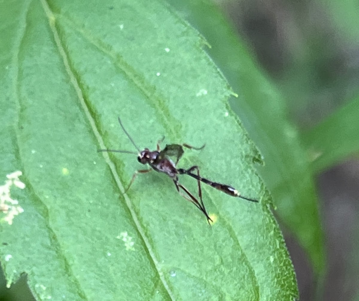 Ichneumonid Wasp