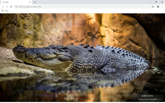 Alligator New Tab & Wallpapers Collection