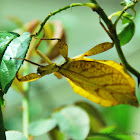 Leaf Insect