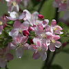 Apple Blossom Tree