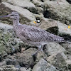 Whimbrel