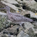 Whimbrel