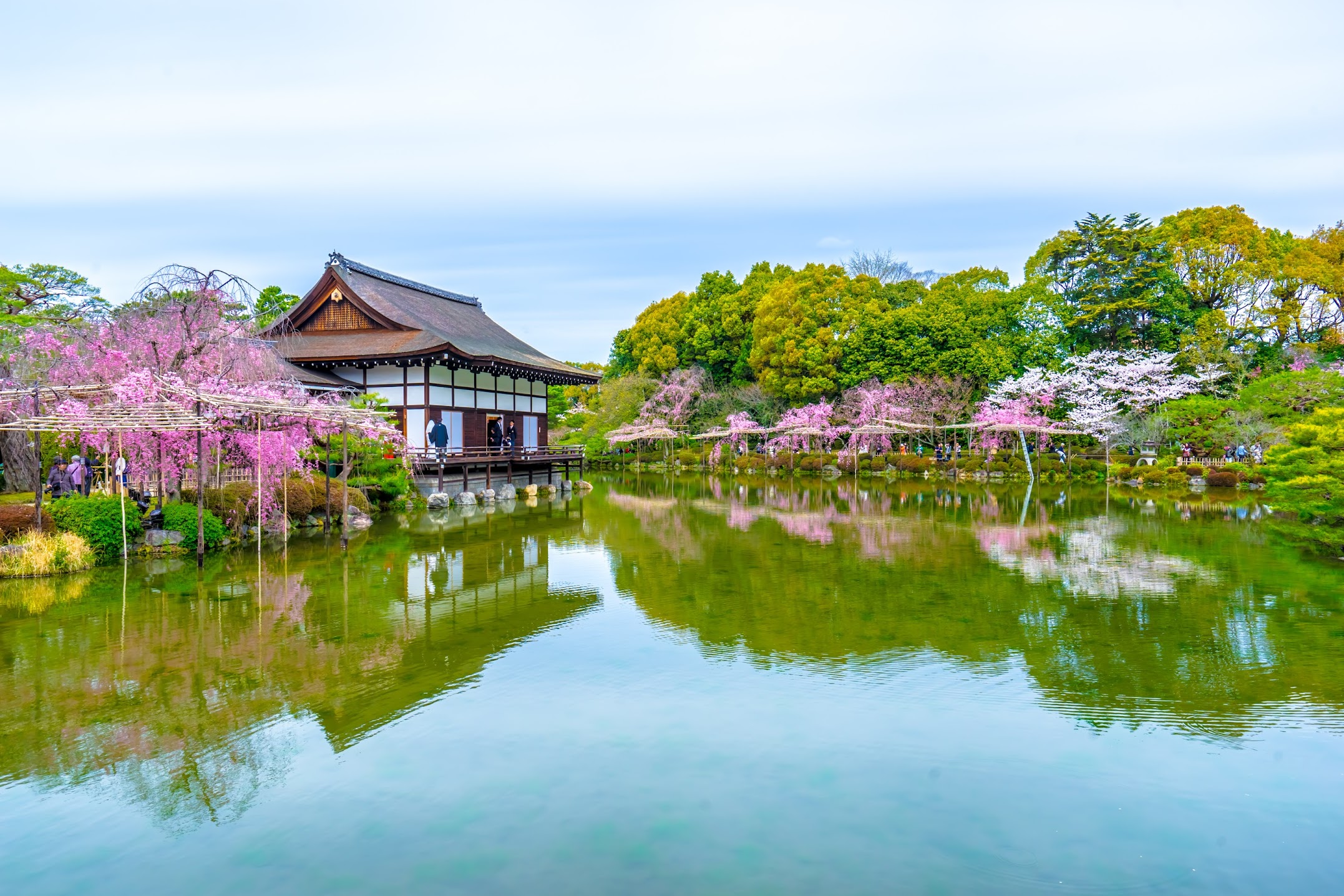 Kyoto Heian Jingu Shrine cherry blossoms2