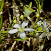 Bluntleaf Sandwort