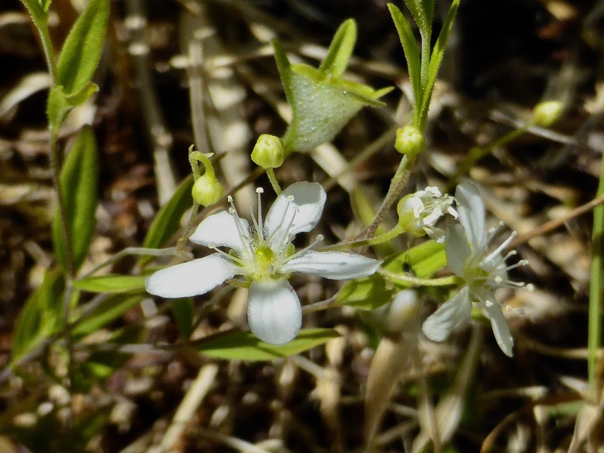 Bluntleaf Sandwort