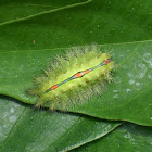 Slug Caterpillar (Cup Moth)