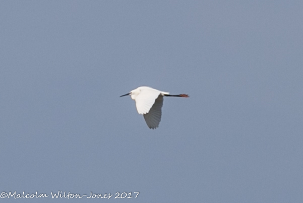 Little Egret; Garceta Común