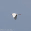 Little Egret; Garceta Común