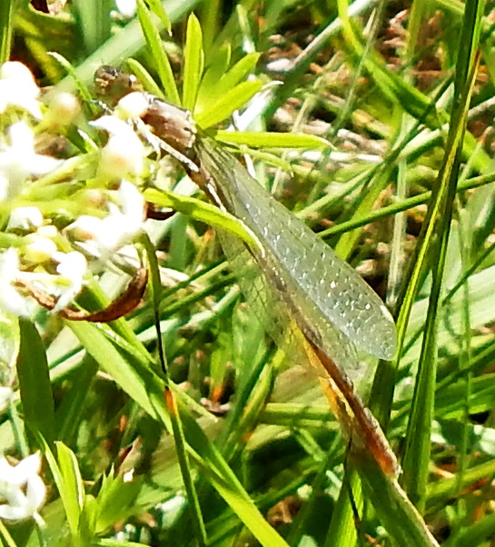 Pond Damselflies