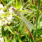 Pond Damselflies